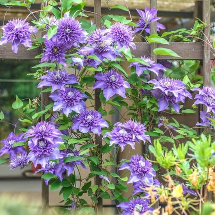 Clematis (flower Clematis spp. double blue-purple climbing) for planting in garden